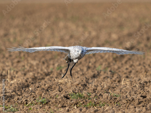 Accipiter Gentilis Albidus Kamchatka Goshawk falconry bird of prey