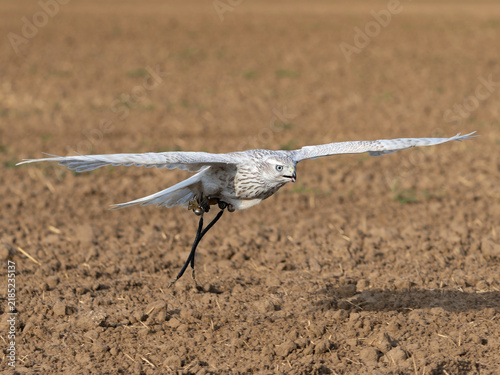 Accipiter Gentilis Albidus Kamchatka Goshawk falconry bird of prey