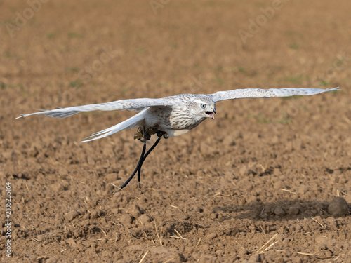Accipiter Gentilis Albidus Kamchatka Goshawk falconry bird of prey