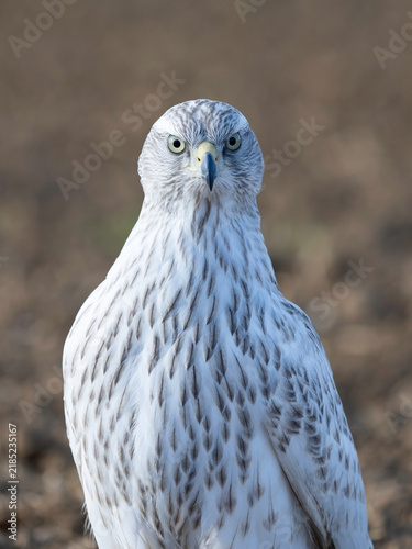 Accipiter Gentilis Albidus Kamchatka Goshawk falconry bird of prey
