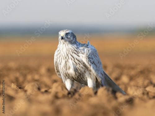 Bild auf Leinwand Accipiter Gentilis Albidus Kamchatka Goshawk falconry bird of prey