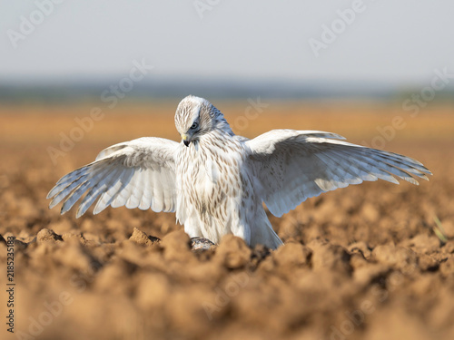 Accipiter Gentilis Albidus Kamchatka Goshawk falconry bird of prey