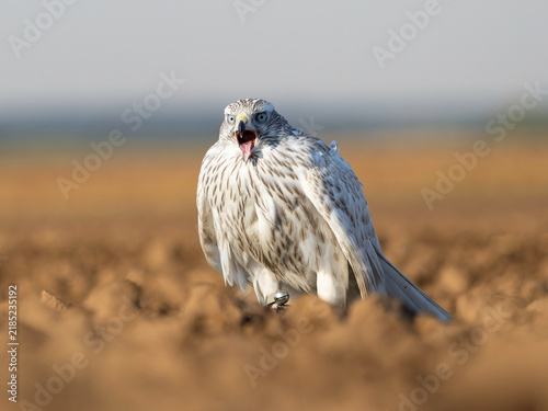 Accipiter Gentilis Albidus Kamchatka Goshawk falconry bird of prey