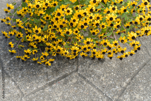 Fotografie old pavement and toppled Rudbeckia triloba or three-lobed yellow coneflowers in