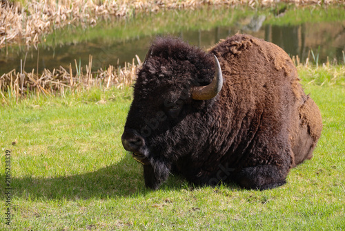 Bison resting in the grass by a lake