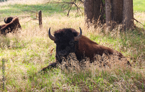 Bison resting in the grass 