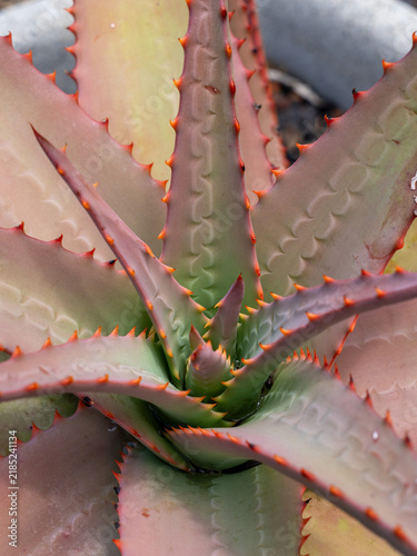 Foto Close up of aloe vera succulent plant showing detailed spiky leaves with orange