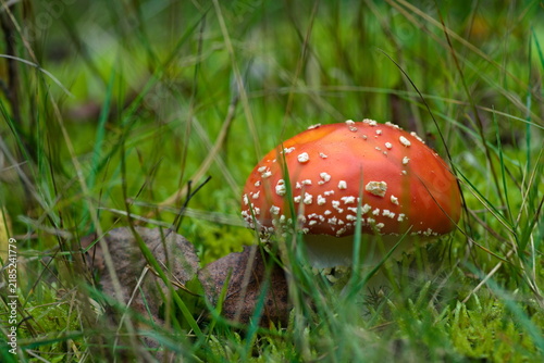 Картината върху платно Side angle view of red fly agaric mushroom cap in lush grass.