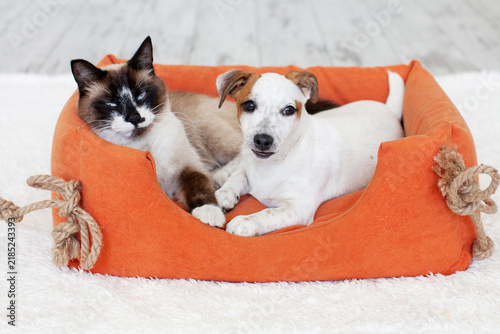 Konstfotografi Puppy and cat lie together in orange pet bed, showing gentle relaxed expressions while sharing comfortable indoor rest