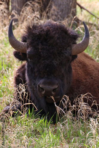Bison resting in the grass 