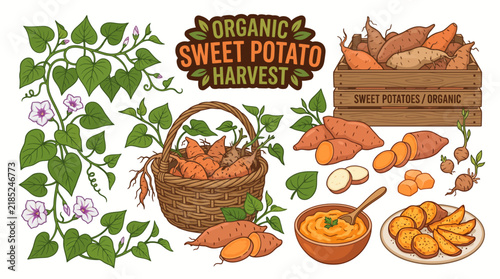 Very beautiful realistic vector illustration of an ORGANIC SWEET POTATO HARVEST COLLECTION featuring sweet potato vines, heart-shaped leaves, flowers, young roots, mature sweet potatoes, sliced roots,