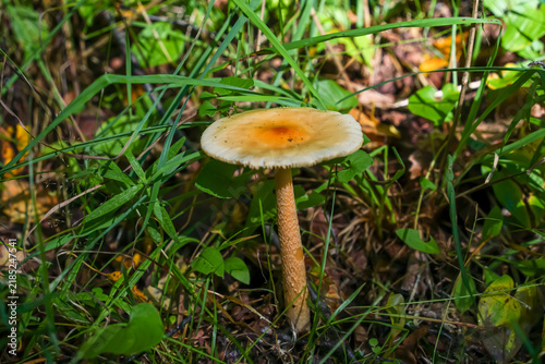 Single Mushroom Growing in Grassy Field