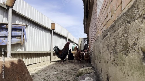 Video clip of chickens walking through a narrow alleyway between buildings. The camera is static, capturing the movement of the chickens. Daytime with natural lighting.