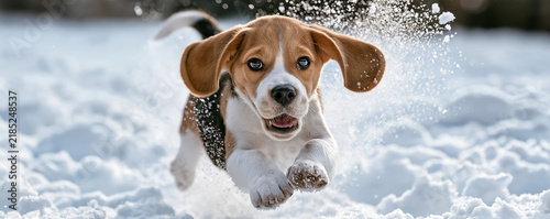 Beagle puppy in winter snow