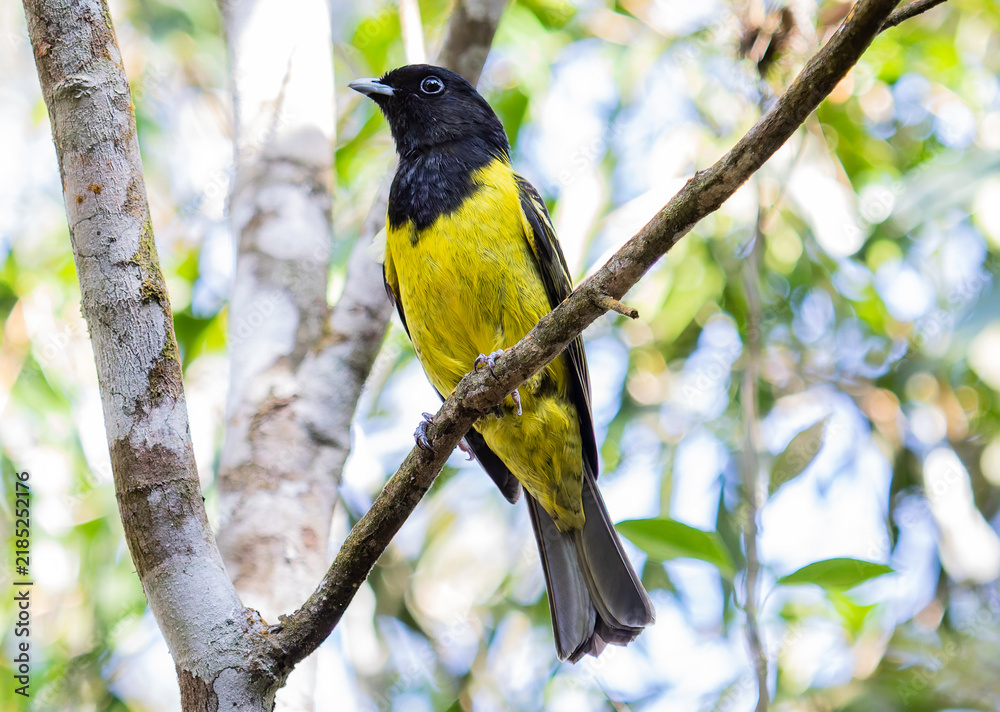 Obraz premium Black and Yellow Forest Bird Perched in Tropical Woodland