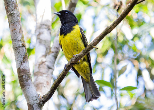 Black and Yellow Forest Bird Perched in Tropical Woodland