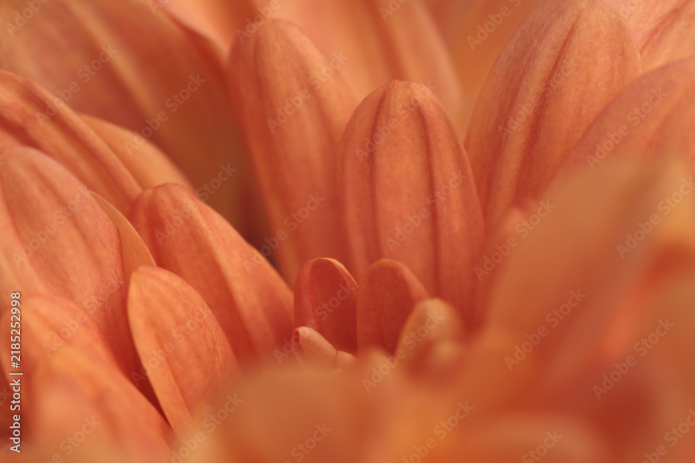 Obraz premium Smoke blur selected soft focus cream beige orange Chrysanthemums; aster, gerbera Flower Petals. Neutral macro background