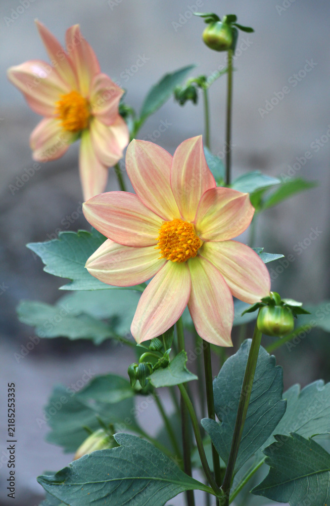 Obraz premium Dahlias (Dahlia pinnata) are blooming in the garden