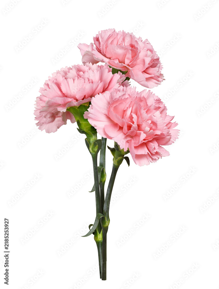 Obraz premium Pink carnation flowers in a small bouquet isolated on white or transparent background. Profile view.