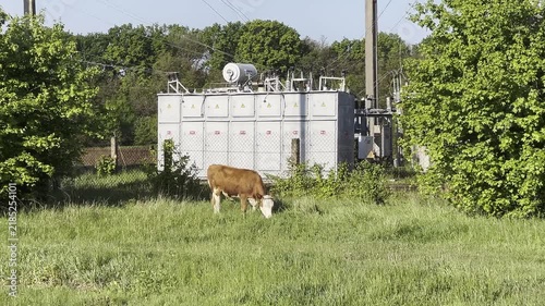 Static video clip of a cow grazing in a grassy field near an electrical substation, captured during daytime with natural lighting.