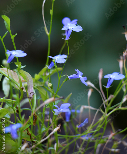 Lobelia erinus blooms in the garden