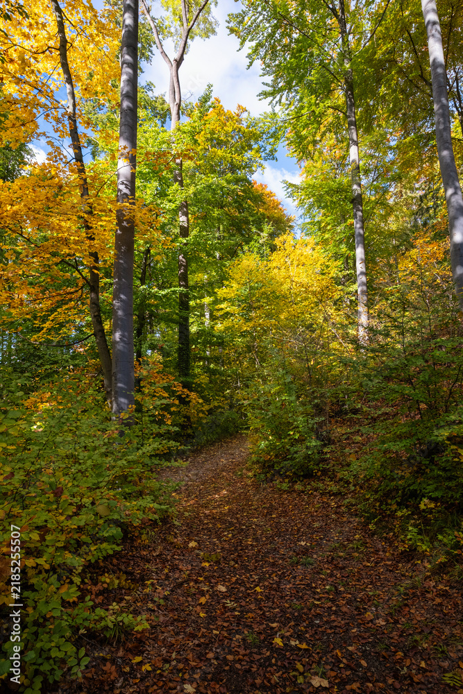 Obraz premium Sunlit autumn forest trail winding through tall trees, dappled light on fallen leaves, green and golden canopy, shaded slope, peaceful woodland path for hiking and quiet exploration