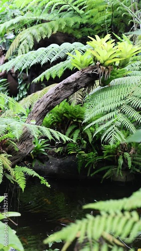 Tropical fern growth surrounds quiet woodland stream beneath arched fallen branch. Bright green fronds fill frame around shaded water, suggesting humid rainforest habitat and untouched vegetation.