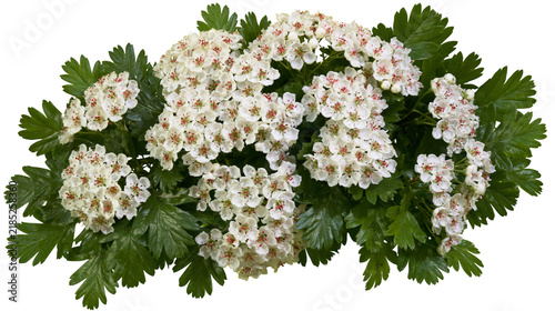 Obraz na plátně Isolated blooming hawthorn branch with delicate white flowers and fresh green le