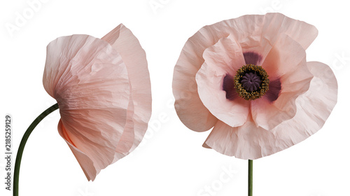 Cuadro en lienzo Isolated pair of delicate pale pink poppies with dark centers and elegant green