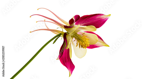 Fotografie Isolated elegant columbine flower with striking fuchsia spurs and delicate yello