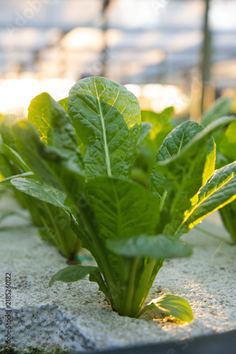 Romaine lettuce plant is growing in hydroponic bed in white granular medium in greenhouse