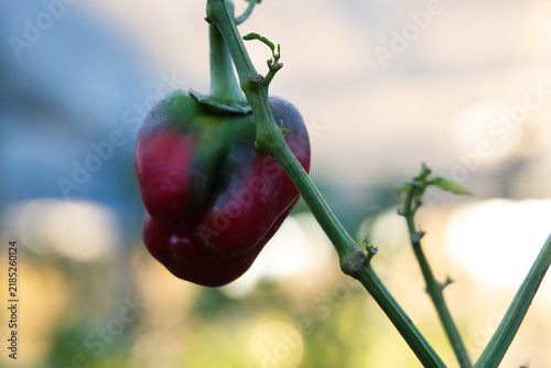 Bell pepper is hanging on green stem in greenhouse, showing glossy red and green skin