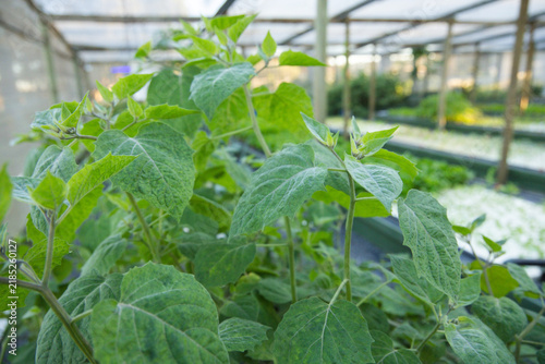 Cluster of green fuzzy leaves is growing in nursery greenhouse, diffused light blurring trays