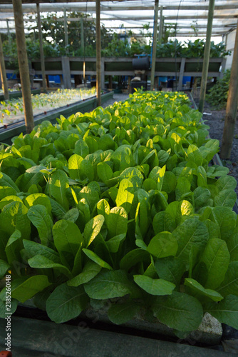Lettuce rows are thriving on raised benches under translucent greenhouse roof with irrigation pipes