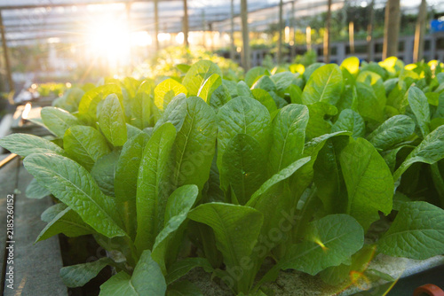 Leafy romaine lettuce plants are glistening with dew in greenhouse troughs on raised benches
