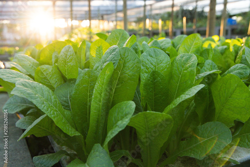 Green romaine lettuce leaves are glistening and growing on trays in greenhouse, backlit