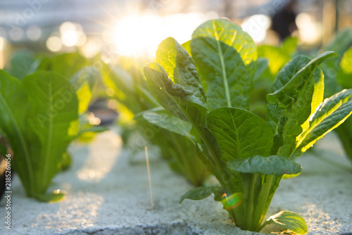 Romaine lettuce plant is glowing on white foam board in greenhouse with lens flare