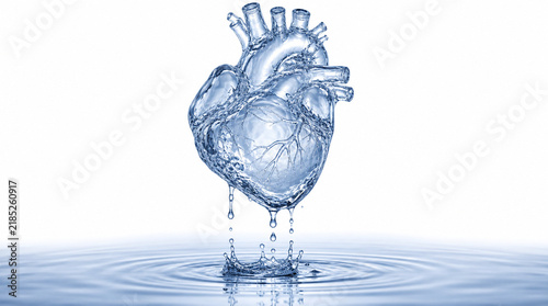 Anatomical Human Heart Made of Clear Water