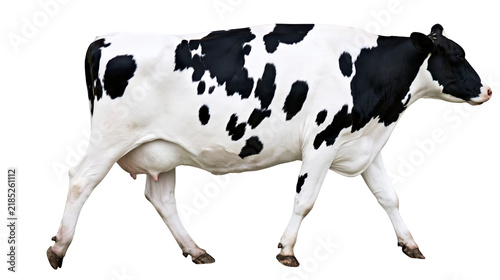 Obraz na płótnie Isolated healthy Holstein dairy cow with udder, black and white fur, walking cal
