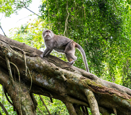 Fotografie Macaque Walking Along Thick Jungle Tree Root, Bali Rainforest