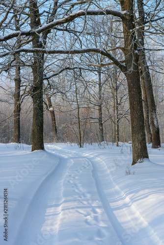Winter landscape with snow-covered path through trees in forest