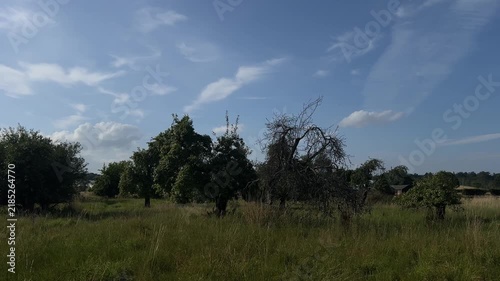 Wide View of Pear Trees Full of Fruit in Scottish Orchard