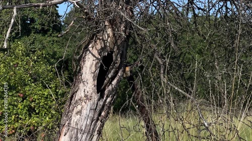 Close-Up of Natural Cavity in Dead Tree in Scottish Orchard