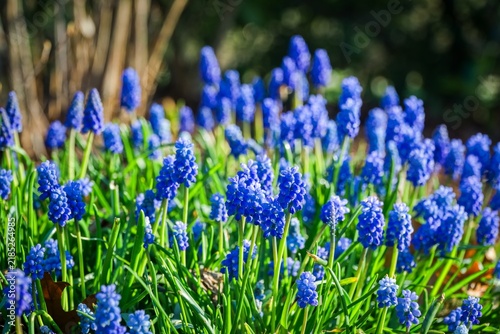 Obraz na płótnie Vibrant blue grape hyacinth flowers blooming in a green garden on a sunny spring day