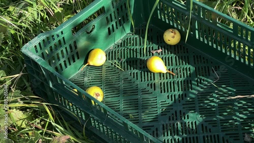 Freshly Picked Pears in Harvest Crate in Scottish Orchard