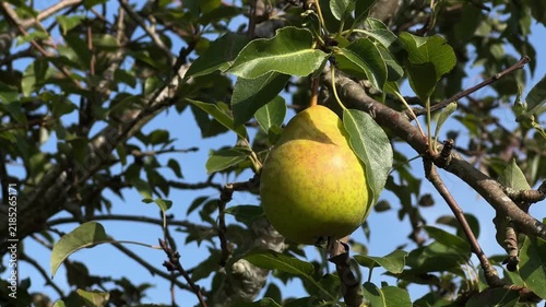 Close-Up of Single Ripe Pear Growing in Scottish Orchard
