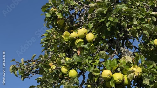 Ripe Apples Hanging on Tree in Scottish Orchard