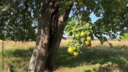 Camera Reveal of Ancient Pear Tree Abundant with Ripe Fruit in Scottish Orchard