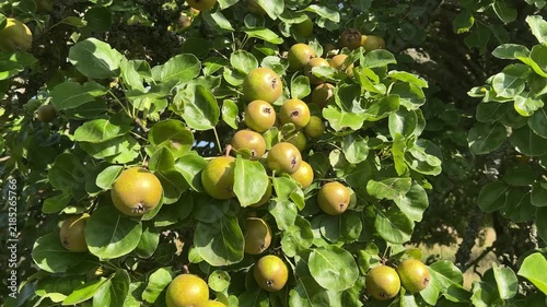 Abundant Ripe Pears Hanging on Tree in Scottish Orchard