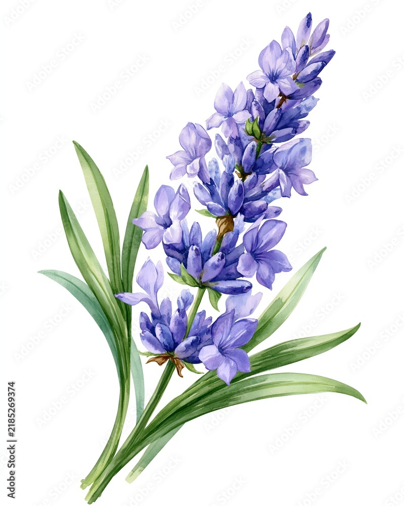 Fototapeta premium Purple lavender blooms on green stems. Soft watercolor style, hand-painted design